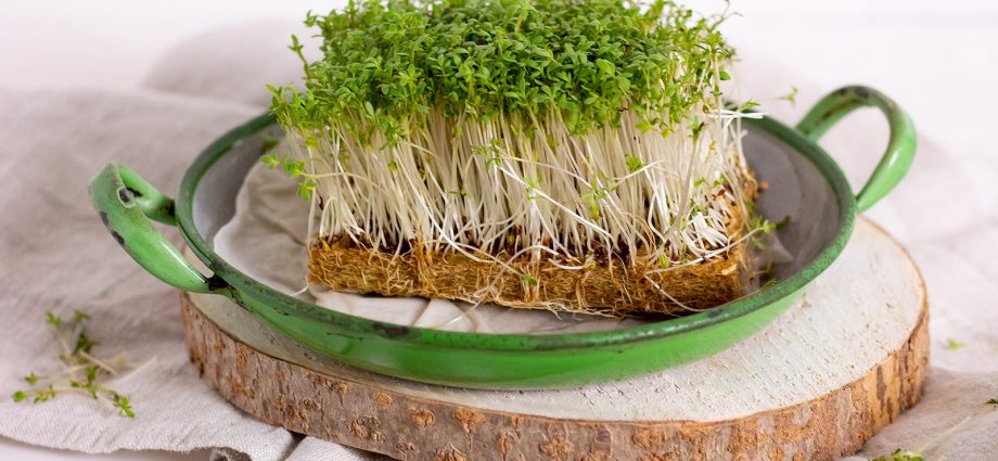 Watercress on the windowsill: how to grow yourself