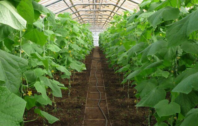 Watering and spraying cucumbers with potassium permanganate: from diseases, during the fruiting period, video, reviews