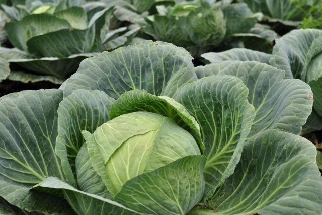 Watering cabbage with iodine for the ovary