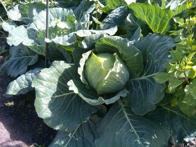 Watering cabbage with iodine for the ovary