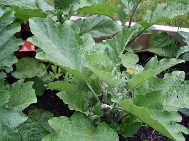 Watering eggplant seedlings