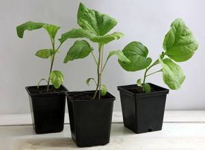 Watering eggplant seedlings