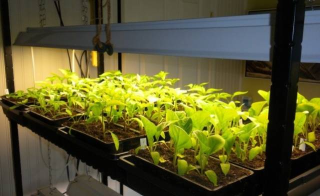 Watering eggplant seedlings