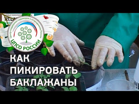 Watering eggplant seedlings