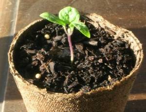 Watering eggplant seedlings