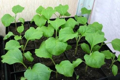 Watering eggplant seedlings