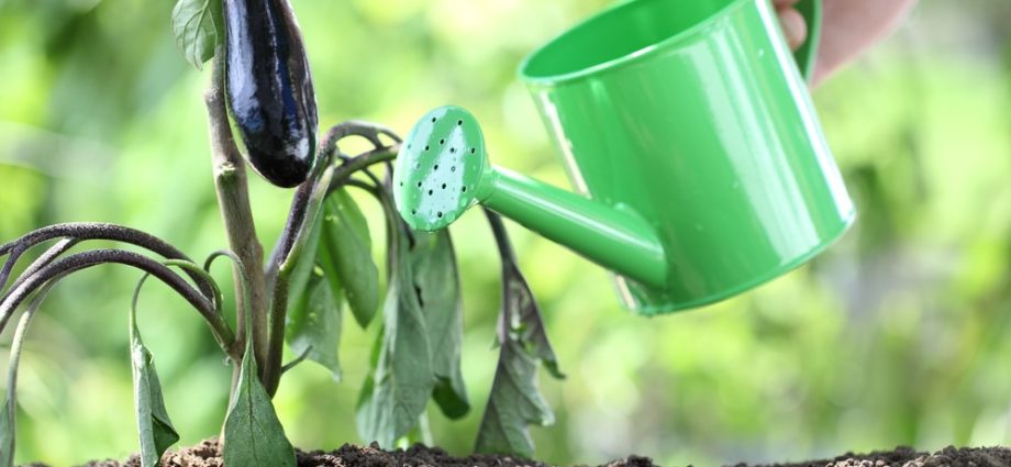 Watering eggplant seedlings