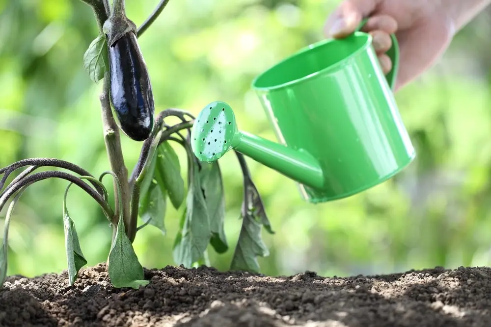 Watering eggplant seedlings