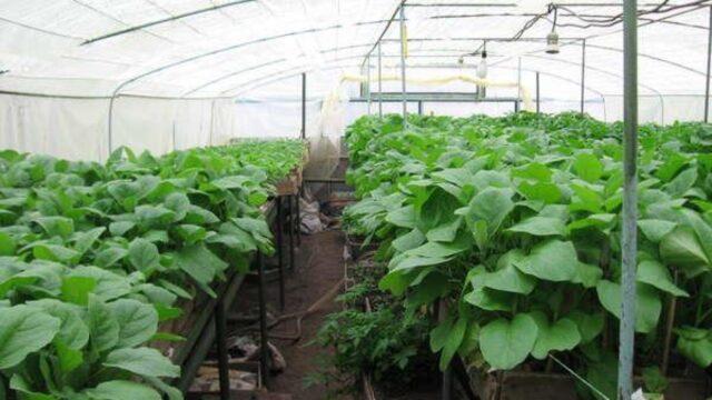 Watering eggplants in a polycarbonate greenhouse: how often, after planting