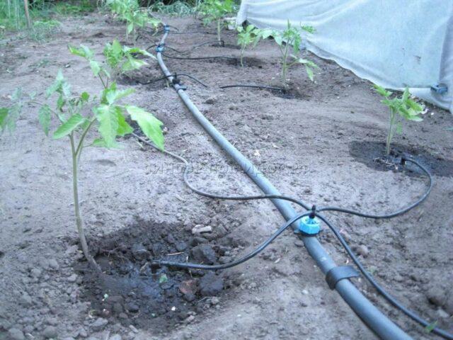 Watering eggplants in a polycarbonate greenhouse: how often, after planting