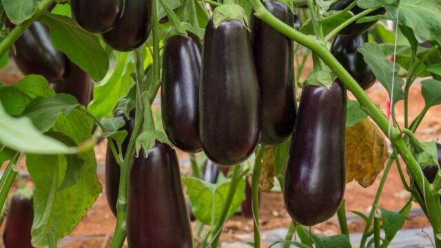 Watering eggplants in a polycarbonate greenhouse: how often, after planting