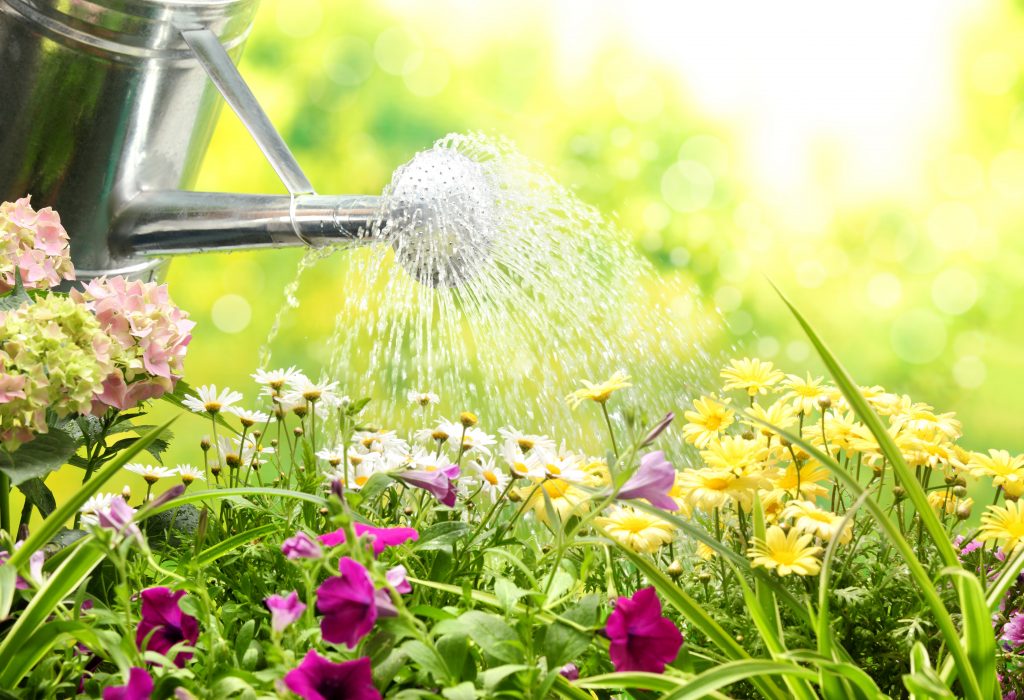 Watering flowers in the garden: organizing automatic irrigation