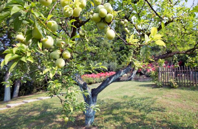 Watering fruit trees in autumn