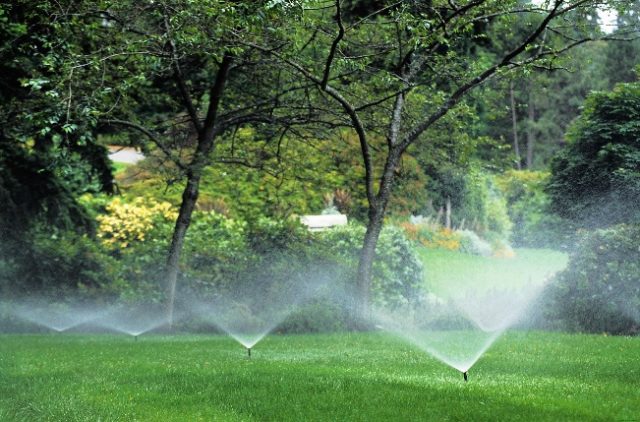 Watering fruit trees in autumn