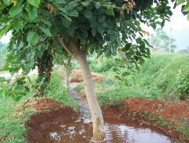 Watering fruit trees in autumn