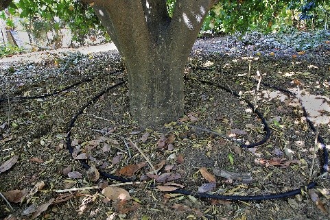 Watering fruit trees in autumn