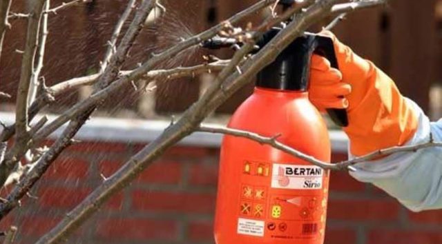 Watering fruit trees in autumn