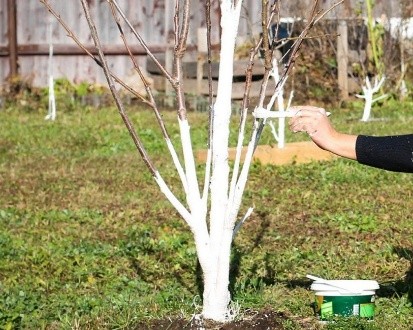 Watering fruit trees in autumn