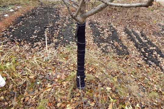 Watering fruit trees in autumn