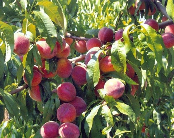 Watering fruit trees in autumn