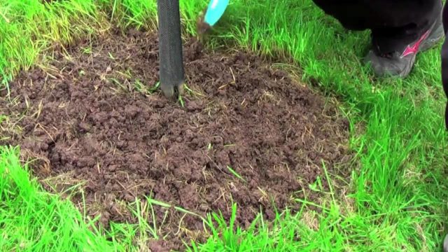 Watering fruit trees in autumn