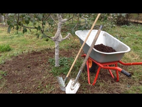 Watering fruit trees in autumn