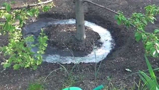 Watering fruit trees in autumn