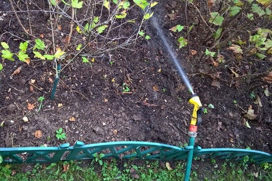 Watering fruit trees in autumn