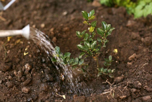 Watering fruit trees in autumn