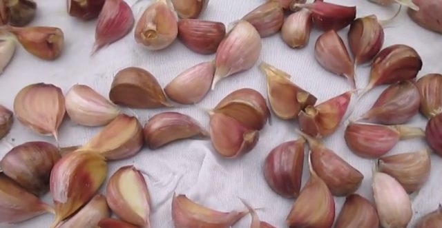 Watering garlic and onions with salt water from diseases and pests