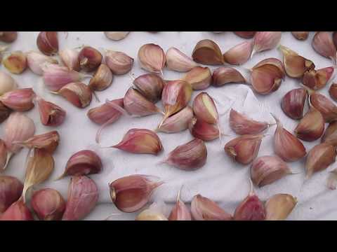 Watering garlic and onions with salt water from diseases and pests