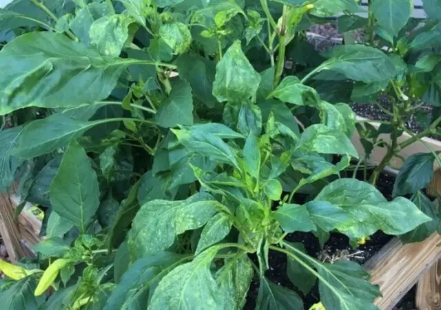 Watering pepper in a polycarbonate greenhouse: how often, after planting seedlings, in August