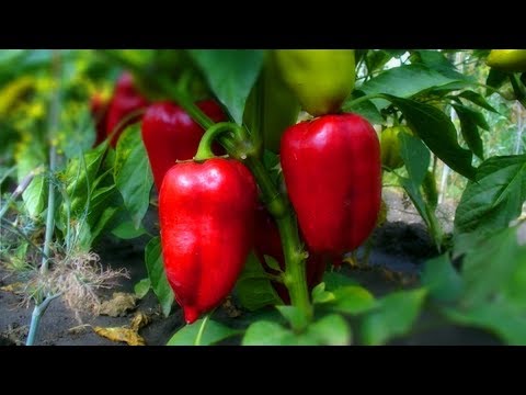 Watering pepper in a polycarbonate greenhouse: how often, after planting seedlings, in August