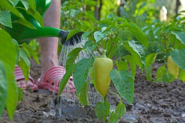 Watering pepper in a polycarbonate greenhouse: how often, after planting seedlings, in August