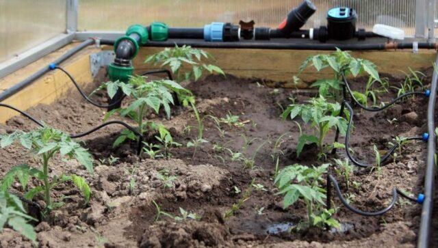 Watering pepper in a polycarbonate greenhouse: how often, after planting seedlings, in August