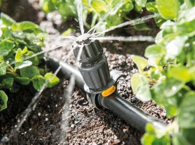 Watering pepper in a polycarbonate greenhouse: how often, after planting seedlings, in August