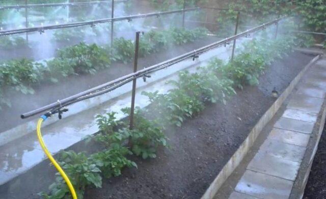 Watering pepper in a polycarbonate greenhouse: how often, after planting seedlings, in August