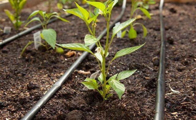 Watering pepper in a polycarbonate greenhouse: how often, after planting seedlings, in August