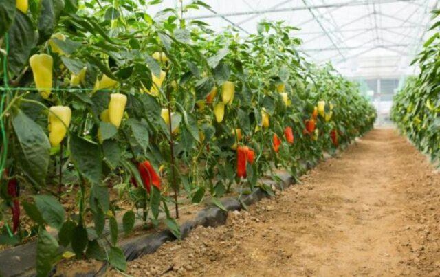 Watering pepper in a polycarbonate greenhouse: how often, after planting seedlings, in August