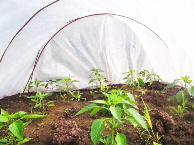 Watering pepper in a polycarbonate greenhouse: how often, after planting seedlings, in August