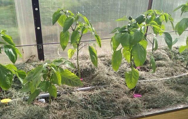 Watering pepper in a polycarbonate greenhouse: how often, after planting seedlings, in August