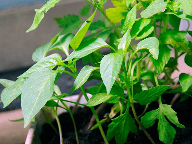 Watering pepper seedlings