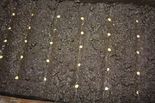 Watering pepper seedlings