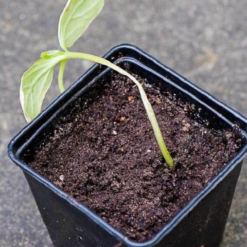 Watering pepper seedlings