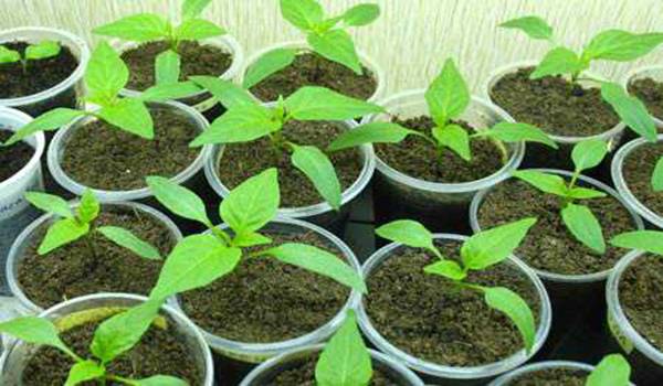 Watering pepper seedlings