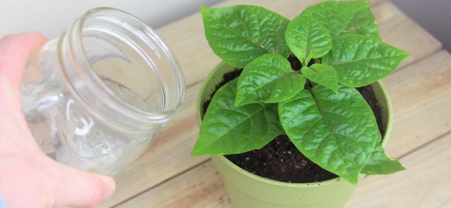 Watering pepper seedlings