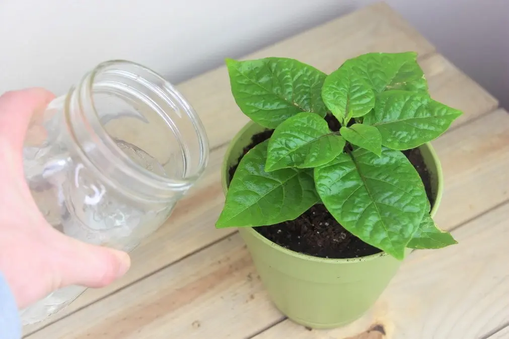 Watering pepper seedlings