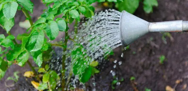 Watering potatoes in open ground: how often, after planting, during flowering