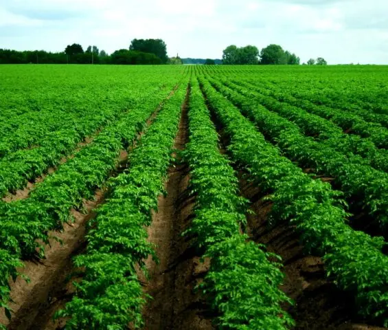 Watering potatoes in open ground: how often, after planting, during flowering