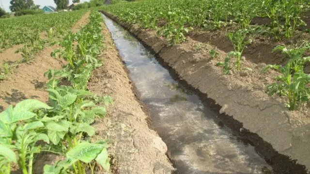 Watering potatoes in open ground: how often, after planting, during flowering